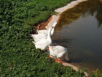 Antica Fattoria La Parrina Farm stay Orbetello